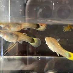 グッピー  観賞魚  メス 5匹の画像