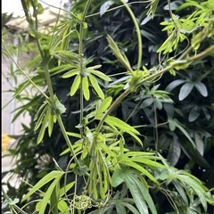 パッションフラワー時計草押し木増量10本以上画像は今咲いているお花です 耐寒性有の画像