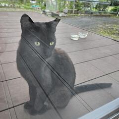 甘えん坊なクロちゃん　推定2歳