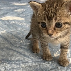 <決定しました！>新しい家族になってくださる方