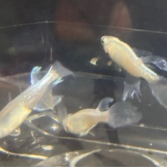 メダカ  青蝶ロング   10匹