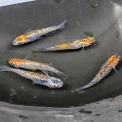 アイスブレイクメダカ親5匹（♂3♀2)の画像