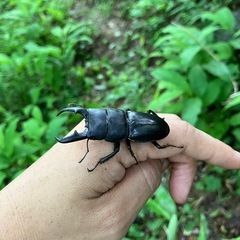 クワガタ採集メンバー募集中