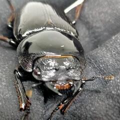 能勢YGオオクワガタ新成虫　♂♀ペア　後食済の画像