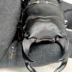 能勢YGオオクワガタ新成虫　♂♀ペア　後食済の画像