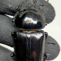能勢YGオオクワガタ新成虫　♂♀ペア　後食済の画像