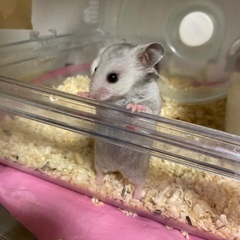 ゴールデンハムスター♂