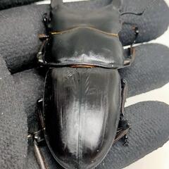 能勢YGオオクワガタ新成虫　♂♀ペア　後食済の画像