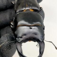 能勢YGオオクワガタ新成虫　♂♀ペア　後食済の画像