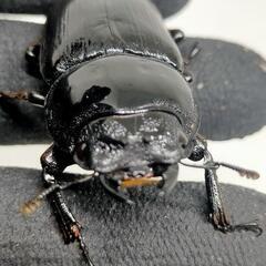 能勢YGオオクワガタ新成虫　♂♀ペア　後食済の画像