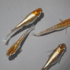 メダカ　レッドクリフダーク稚魚（１㎝以上）　10匹の画像