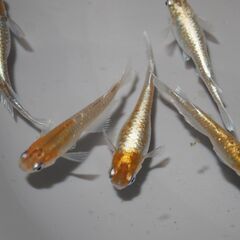 メダカ　レッドクリフダーク稚魚（１㎝以上）　10匹の画像
