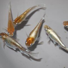 メダカ　レッドクリフダーク稚魚（１㎝以上）　10匹の画像