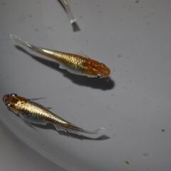 メダカ　レッドクリフダーク稚魚（１㎝以上）　10匹の画像