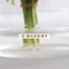 青じそ　大葉　20枚‼️の画像