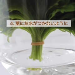 青じそ　大葉　20枚‼️の画像