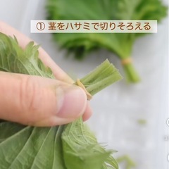 青じそ　大葉　20枚‼️の画像