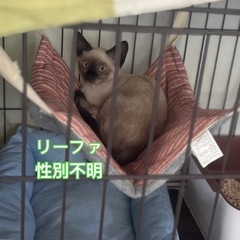 シャム系子猫