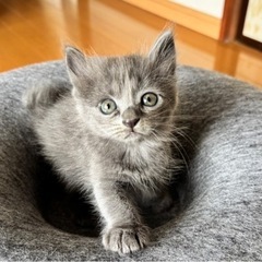 4兄弟のふわふわグレーちゃん