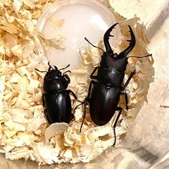 ☆new☆WDノコギリクワガタ♂2♀2計4匹【飼育セット付】クワガタ虫カブト虫の画像