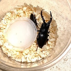 ☆new☆WDノコギリクワガタ♂2♀2計4匹【飼育セット付】クワガタ虫カブト虫の画像