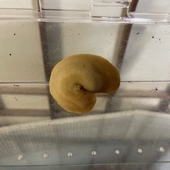 アシヒダナメクジ　アルビノ　やや大きめサイズの画像
