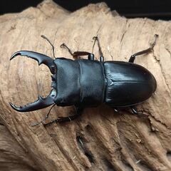 ヒラタクワガタ　本土ヒラタ　2ペア　【天然】　その3の画像