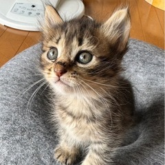 4兄弟のフワフワちゃん