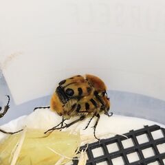 トラハナムグリ　幼虫10頭の画像