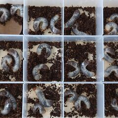 トラハナムグリ　幼虫10頭の画像
