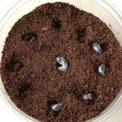 トラハナムグリ　幼虫10頭の画像