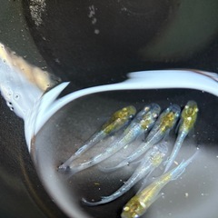 メダカ　花魁　稚魚、幼魚5匹または卵１５個の画像