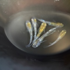 メダカ　花魁　稚魚、幼魚5匹または卵１５個の画像