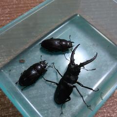 ノコギリクワガタ♂♀　クワガタ♀の画像