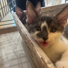 🆘急募 とっても可愛いコアラ模様の子猫ちゃん
