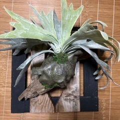 フェイクグリーン　コウモリ蘭の画像