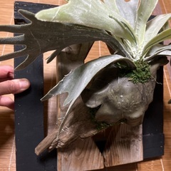 フェイクグリーン　コウモリ蘭の画像