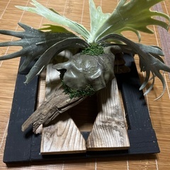 フェイクグリーン　コウモリ蘭の画像