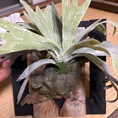 フェイクグリーン　コウモリ蘭の画像