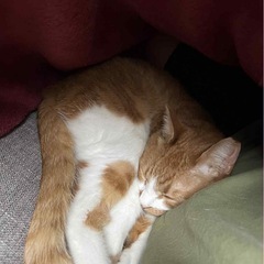 茶白メス　ナツミン　里親募集 − 東京都