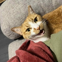茶白メス　ナツミン　里親募集 - 猫