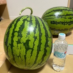 富里すいか 5Lサイズ 約10kg 7/17までの画像