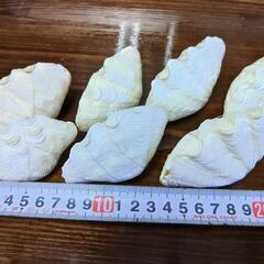 ヒメシャコ貝　貝殻(ツガイ)7個の画像