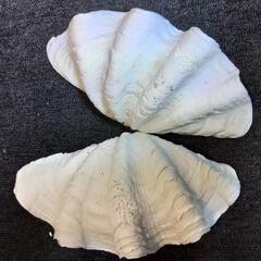 シャコ貝貝殻　約25センチの画像