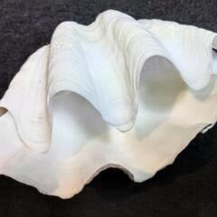 シャコ貝貝殻　約25センチの画像