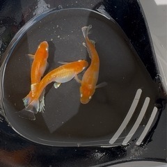 メダカ〜デーンモルフォKWΩ〜2ペア〜若魚サイズの画像