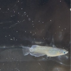 ミックスメダカの画像