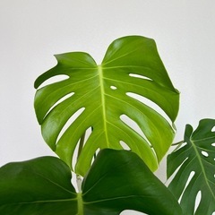 観葉植物　モンステラの画像