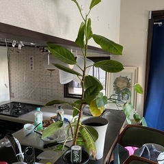 観葉植物の画像