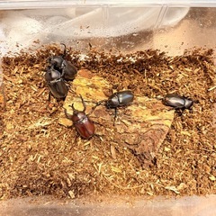 ミニカブトムシペア　差し上げますの画像